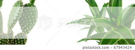 Poster with aloe and cactus on an isolated background. 67943424