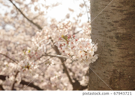 櫻花,樹乾和鮮花 櫻花,樹乾和鮮花 67943721