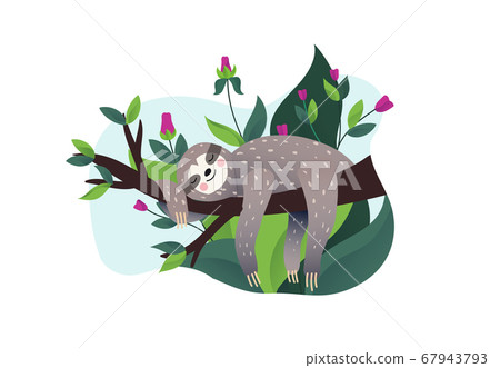 Cute lazy sloth sleeping  67943793