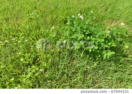 Lawn and weeds (Cedmegus and white clover) 02 Lawn and weeds (Cedmegus and white clover) 02 67944101