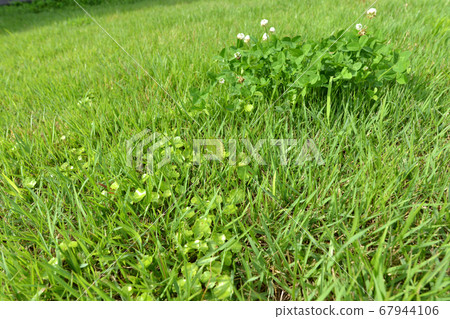Lawn and weeds (Cedmegus and white clover) 01 Lawn and weeds (Cedmegus and white clover) 01 67944106