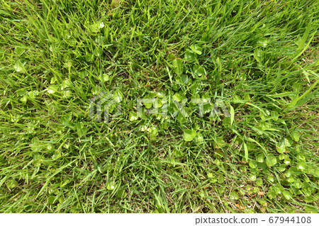 Lawn and weeds 01 Lawn and weeds 01 67944108