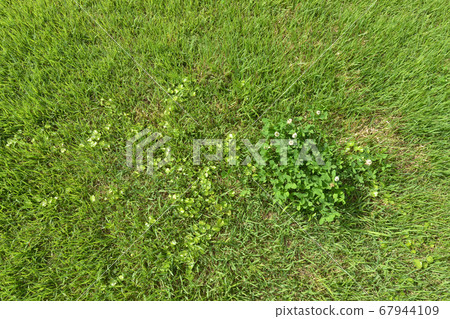 Lawn and weeds 03 Lawn and weeds 03 67944109