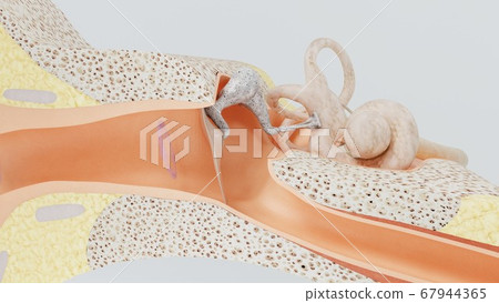 3d render structures of the human ear. 3d illustration 67944365
