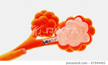3d render alveoli in the context of the release of viruses and bacteria 67944405