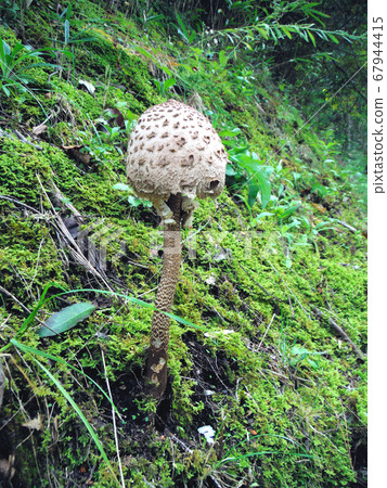 Mushroom in the mountains Mushroom in the mountains 67944415