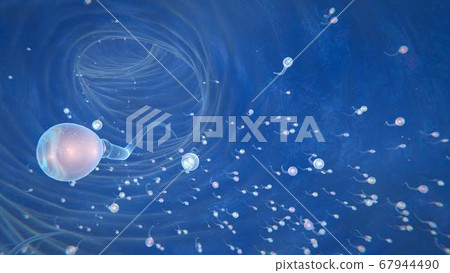 3d render of sperm that aspire to the ovary to fertilize it 67944490
