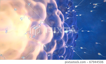 3d render ovulation women sperm and egg 3d render ovulation women sperm and egg 67944506