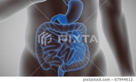 3d render of the human digestive system 67944612