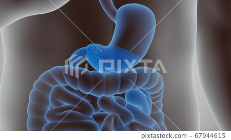 3d render of the human digestive system 3d render of the human digestive system 67944615