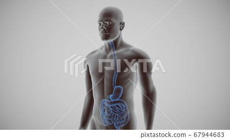 3d render of the human digestive system 3d render of the human digestive system 67944683