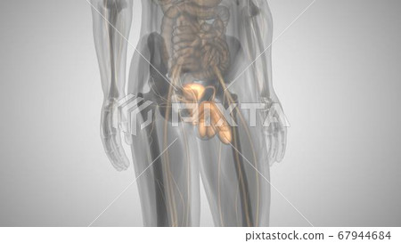 3d render of a man with an illuminated penis. man's health 3d render of a man with an illuminated penis. man's health 67944684
