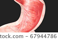 3D render of the stomach in cross section 67944786