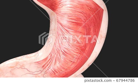 3D render of the stomach in cross section 3D render of the stomach in cross section 67944786