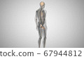 3d render of a man with an illuminated penis. man's health 67944812