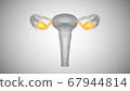 3d render of female health organs. Ovaries and cervix 67944814