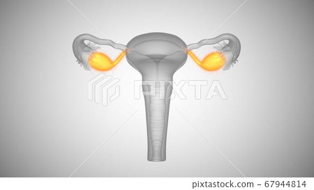 3d render of female health organs. Ovaries and cervix 3d render of female health organs. Ovaries and cervix 67944814