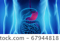 3d render of the human digestive system and stomach 67944818