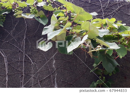 葡萄掛在籬笆上的葡萄樹枝上。 67944833