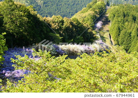 Japan's longest wisteria trellis 67944961