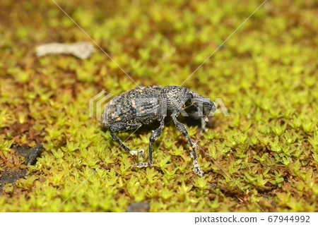 Clear Naako weevil Clear Naako weevil 67944992