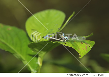 Croaton flies mating 67945010