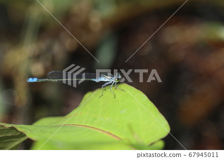 Kuroito Tombo Kuroito Tombo 67945011