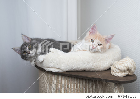 two kittens relaxing on scratching barrel two kittens relaxing on scratching barrel 67945113