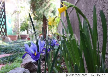 Mini iris and mini narcissus Mini iris and mini narcissus 67945144