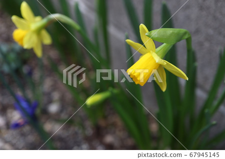 迷你水仙花 迷你水仙花 67945145