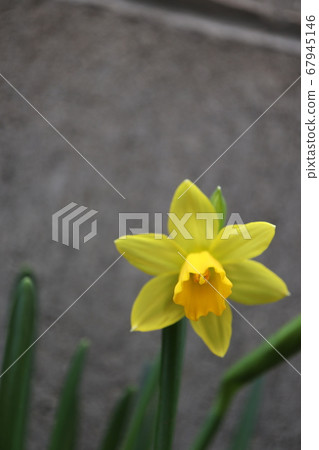 迷你水仙花 迷你水仙花 67945146