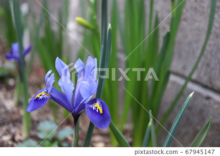 藍色迷你虹膜 藍色迷你虹膜 67945147