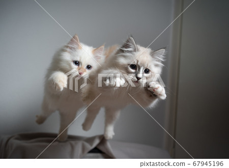 two siberian kittens jumping simultaneously two siberian kittens jumping simultaneously 67945196