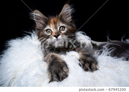 maine coon kitten on white fur 67945200
