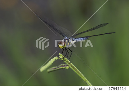 Kofukitombo 67945214