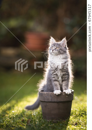 maine coon kitten in plant pot maine coon kitten in plant pot 67945317