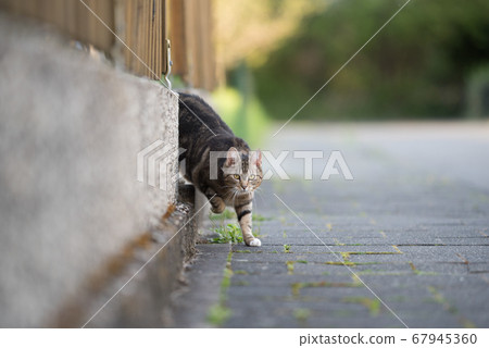 cat coming around the corner cat coming around the corner 67945360