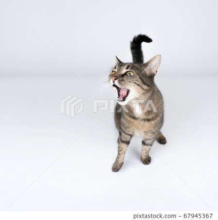 tabby cat meowing studio shot tabby cat meowing studio shot 67945367