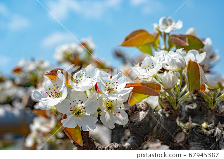 20th century pear blossoms and blue sky 67945387