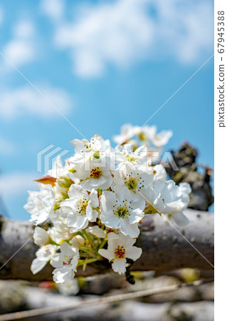 20th century pear blossoms and blue sky 67945388