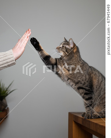 pet owner training cat giving high five 67945449