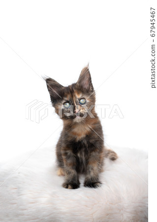 calico ginger maine coon kitten studio portrait 67945467