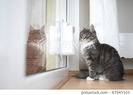 cat in front of cat flap cat in front of cat flap 67945503