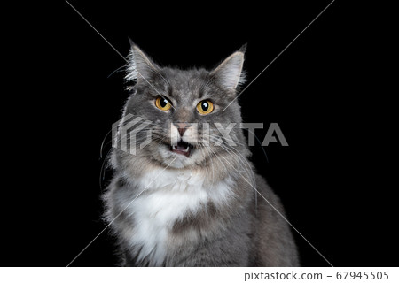 maine coon meowing portrait maine coon meowing portrait 67945505