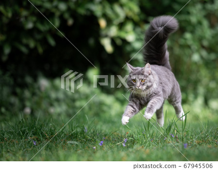 cat running jumping over lawn cat running jumping over lawn 67945506