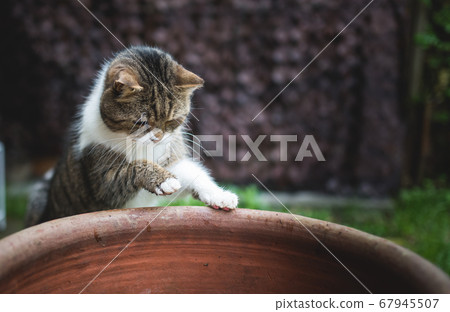 cat about to jump into plant pot cat about to jump into plant pot 67945507