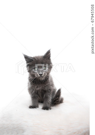 maine coon kitten studio portrait maine coon kitten studio portrait 67945508