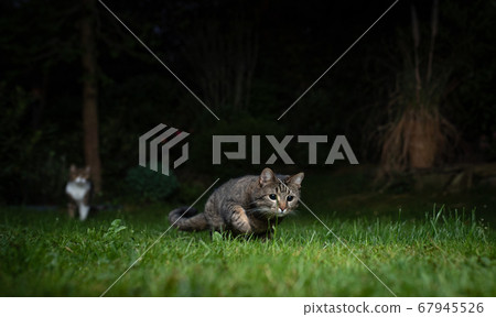 cat hunting laser pointer dot outdoors at night 67945526