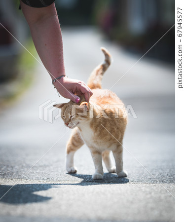 stroking ginger stray cat on street 67945577
