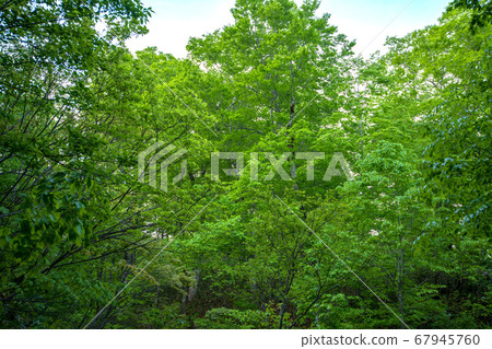 Fresh green Okutone water source forest Fresh green beech forest Minakami Town, Gunma Prefecture Fresh green Okutone water source forest Fresh green beech forest Minakami Town, Gunma Prefecture 67945760